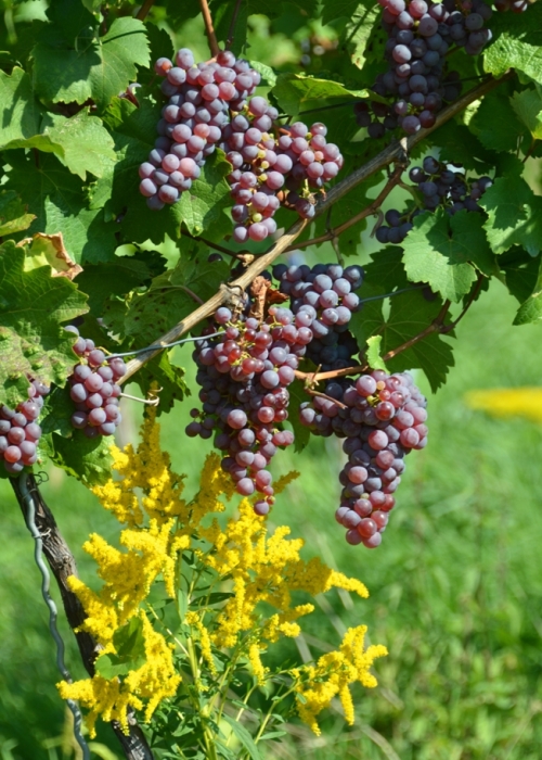 Roter Riesling ANT 6345